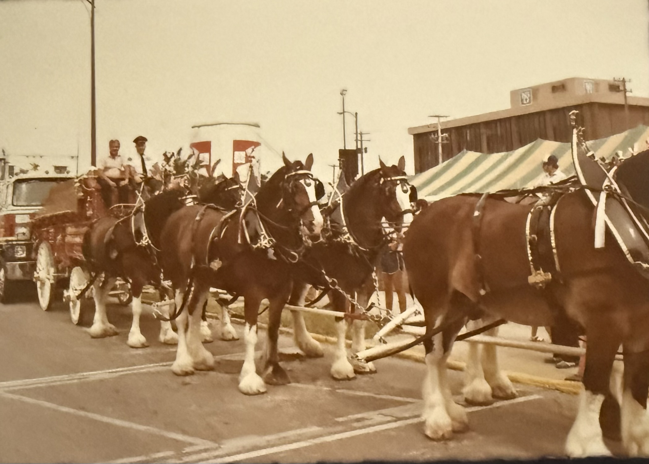 Clydesdale team in front of the H. Cox & Son building